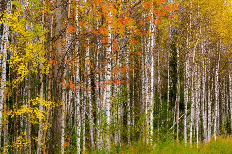 Almost Autumn Is the Realest Thing You'll Ever Shoot