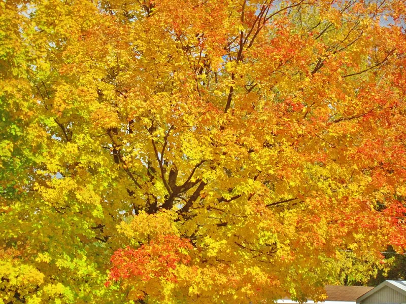 Fall Stole the Show: How Autumn's Visual Language Became Every Season's Default Setting