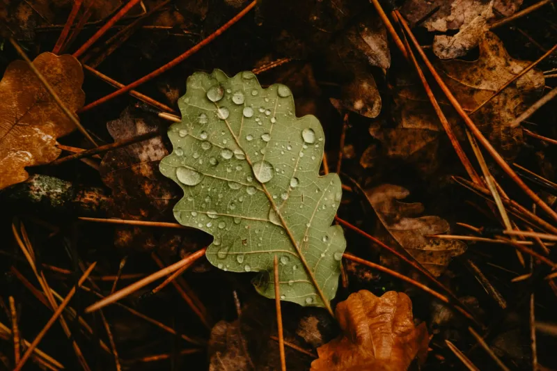 Too Perfect to Feel Real: Why AI Autumn Keeps Missing the Point