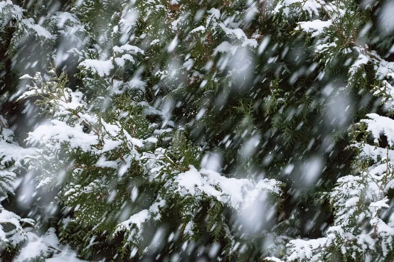 When the Calendar Lies: How Creatives Are Finding Beauty in Broken Seasons